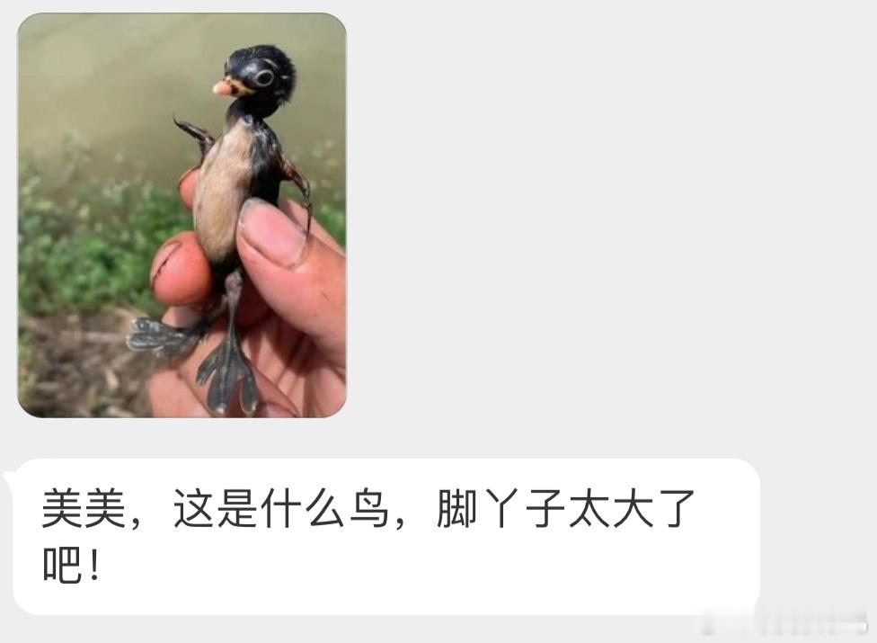 小xiǎo䴙䴘的宝宝👶🏻脚丫子很特别，陆地上寸步难行，但在水里就特别灵活 放