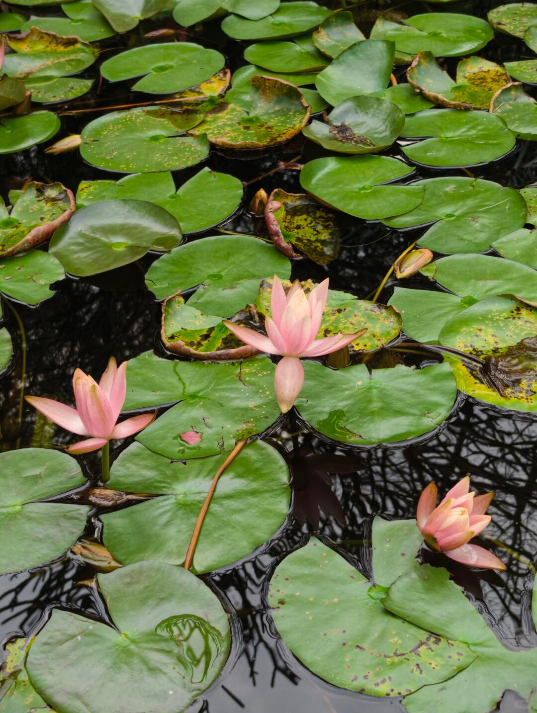 人这一辈子，别太为难自己。

人，其实这辈子都在为自己而活，心情是自己的，身体也