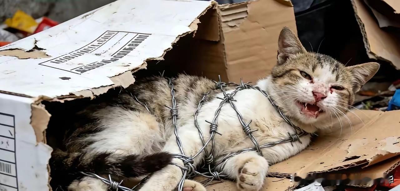 对于杀猫虐猫的男人，逮到了怎么办？
网上有人反映，他们小区来了一位住户，以逮猫杀
