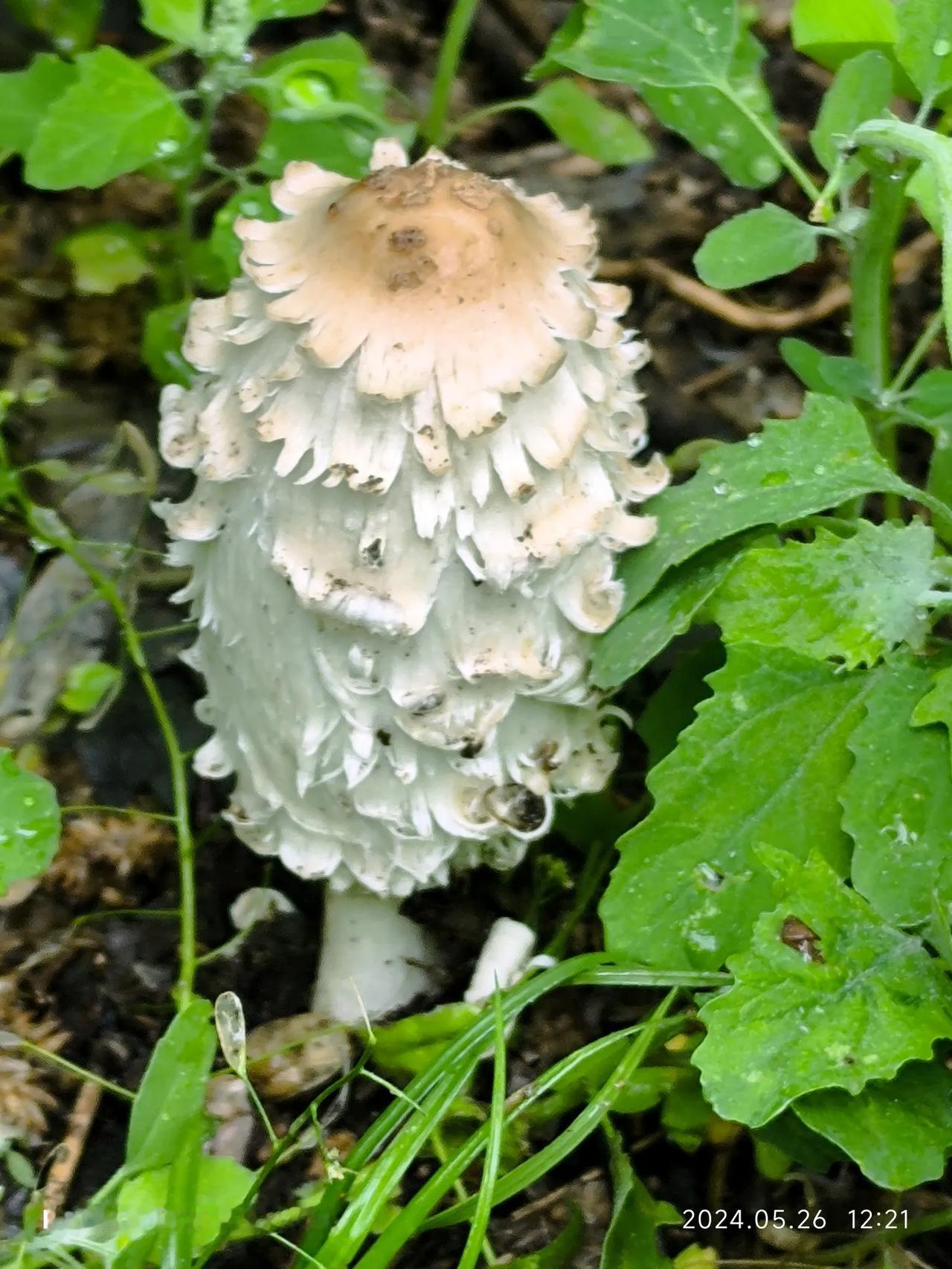 小雨之后，在小公园里发现了这样的蘑菇，第一次见，挺奇怪的，不知道能吃不？