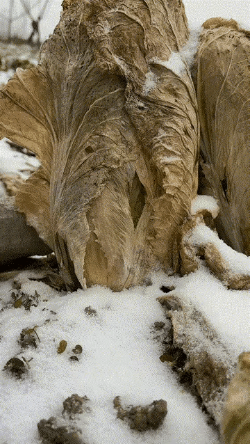 枯叶里包裹的是翠绿的生命，叶的牺牲是为了保护叶的鲜活。