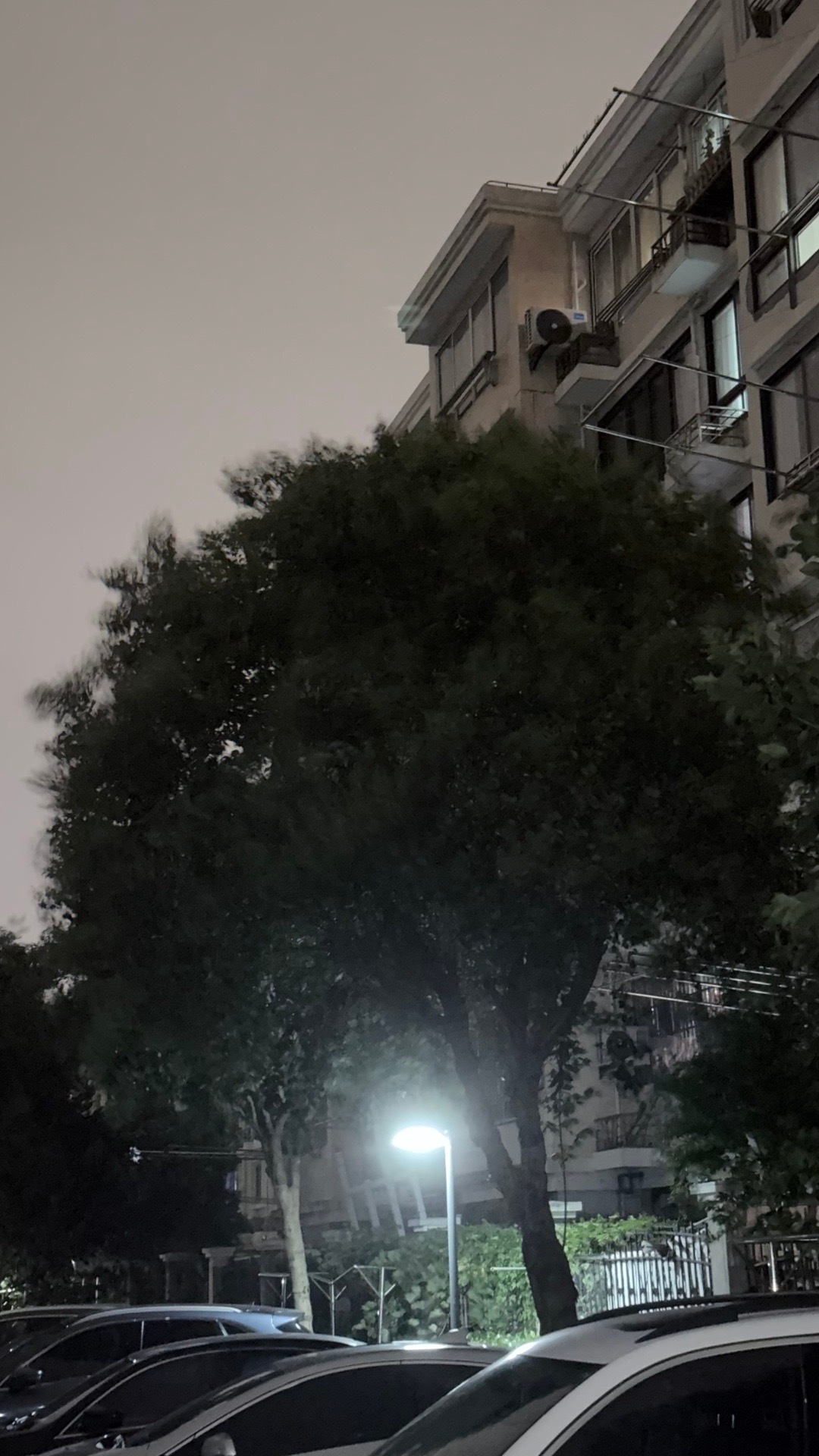 啊啊啊好大的风。台风果然来了。 