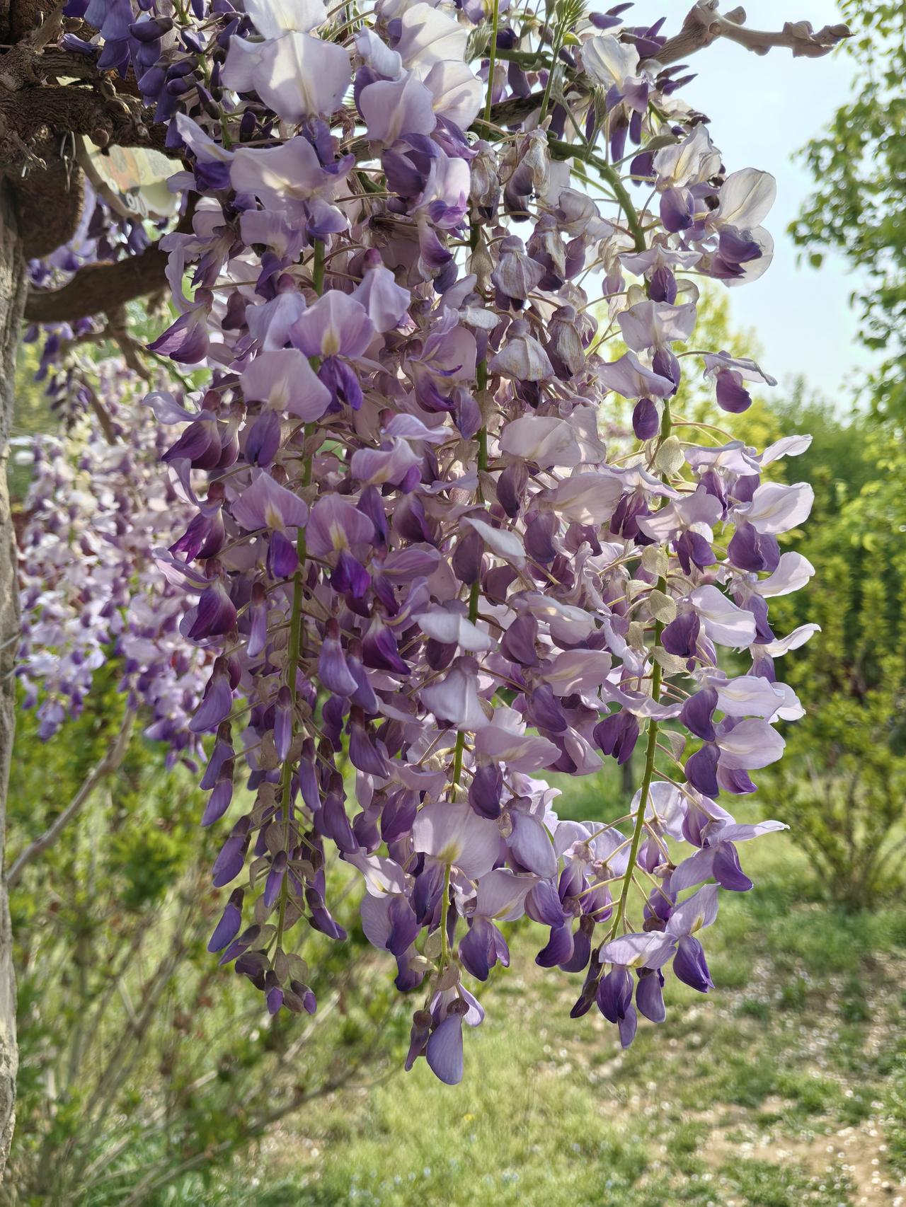 现在正是紫藤花盛开的季节，看到悦景公园里的紫藤花开得真美！那紫藤花有什么寓意哪？