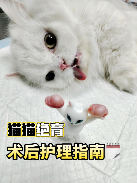 🐱亲身经历教你绝育后如何帮猫猫快速恢复✨