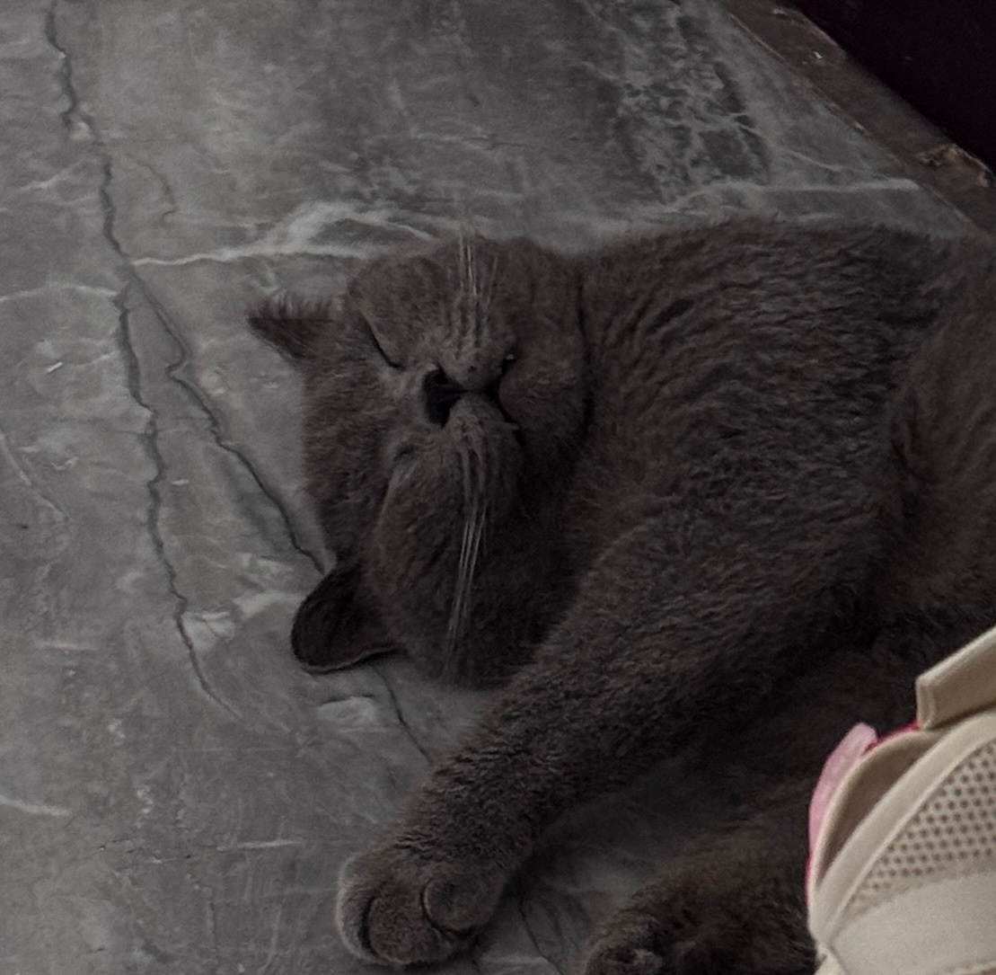 猫也喜欢仰头睡觉[哈哈] ​​​