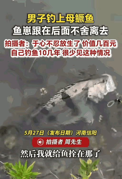 万物皆有灵！河南一男子费半天劲钓了条七八斤的野生大鳜鱼，谁知道他把鱼拴在水里后，