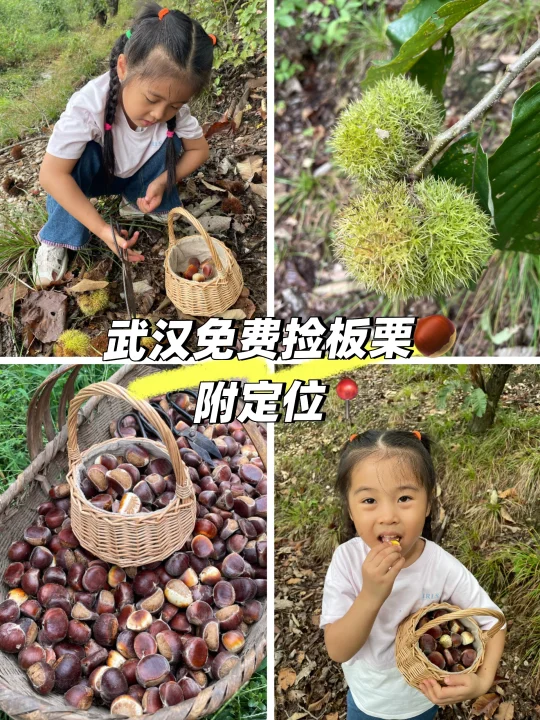 🍁初秋的仪式感～带娃捡板栗啦🌰