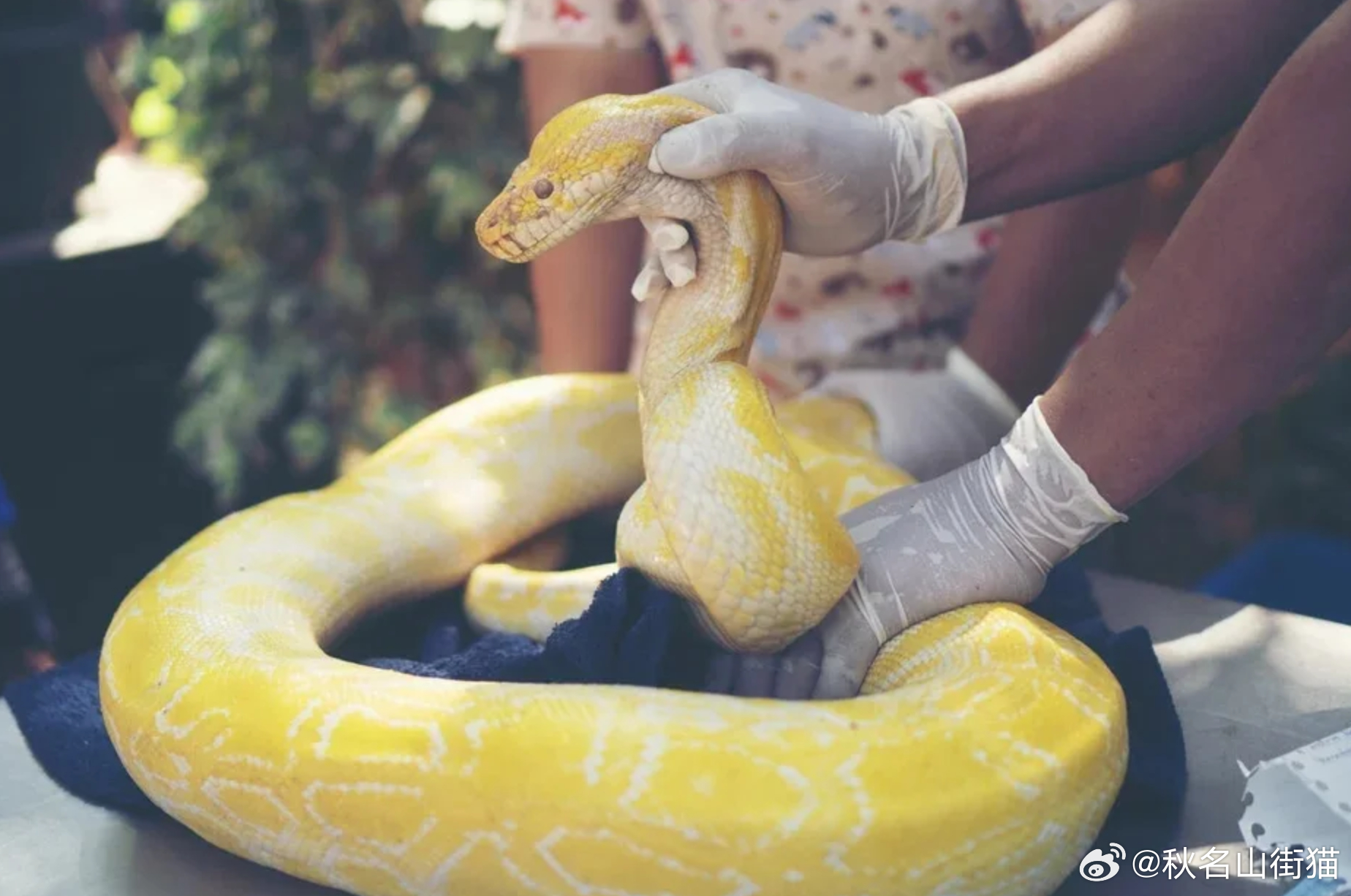 印尼惊现巨蟒吞人悲剧：44岁女子遭近8米网纹蟒袭击身亡，丈夫赶到时已被吞入半身海