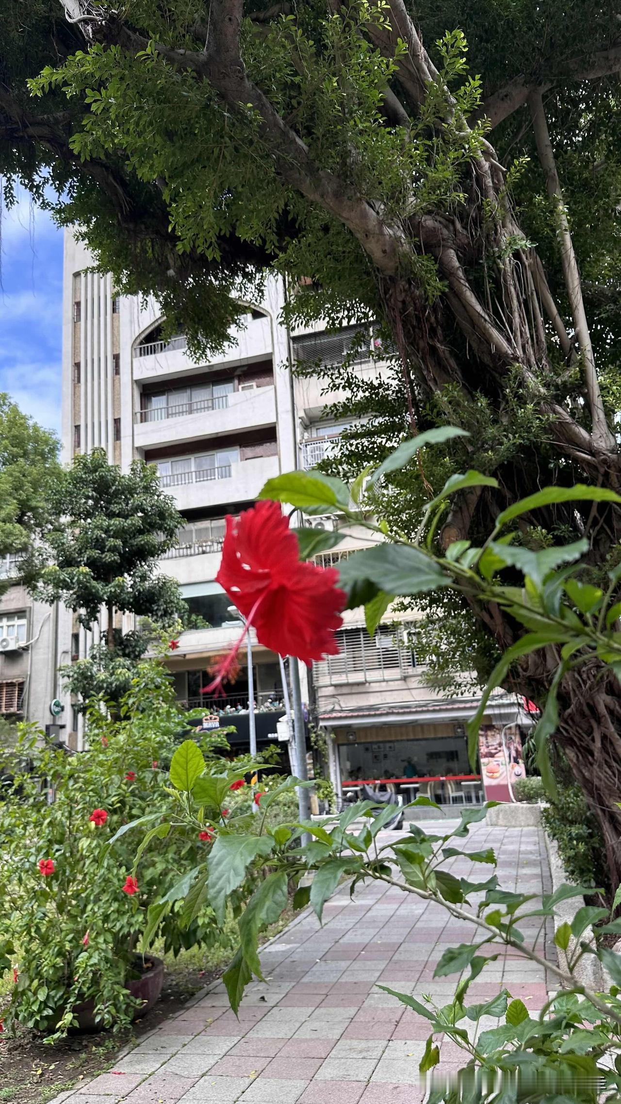 都十月底了，台北居然还看得到扶桑花盛开；这在四季分明的大陆许多地方，比较不常见。