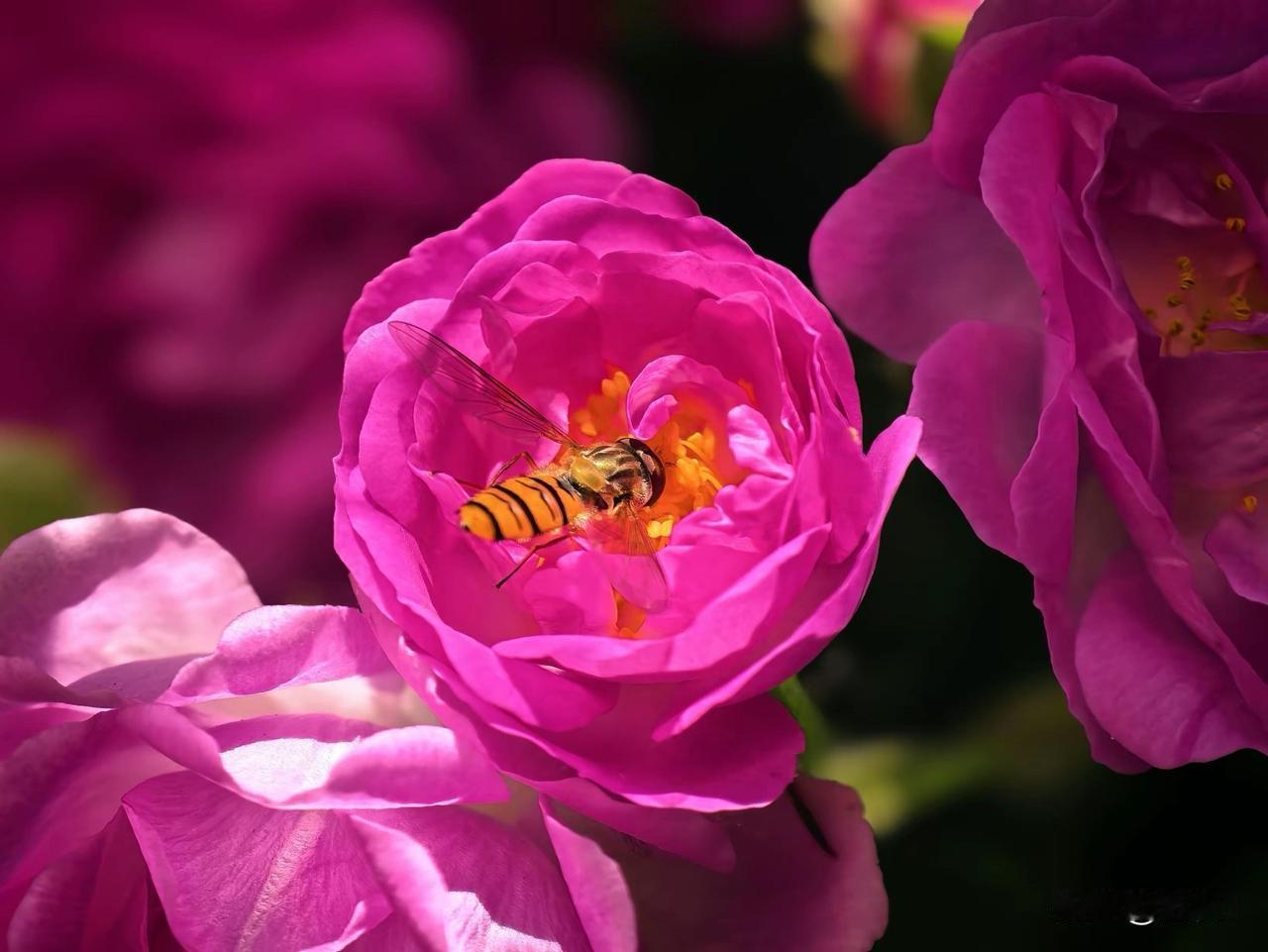 可以分享你手机拍摄的花朵照片吗蜜蜂🐝辛勤花正红，红花娇艳引蜜蜂。是谁想把春留住