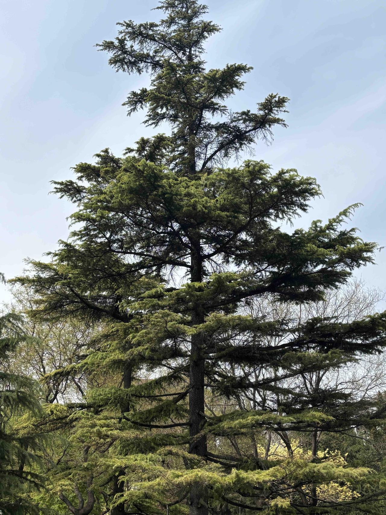 随拍公园花草树木人定湖公园北门口的几棵参天松柏，四季常青，成了公园一景，松柏生长