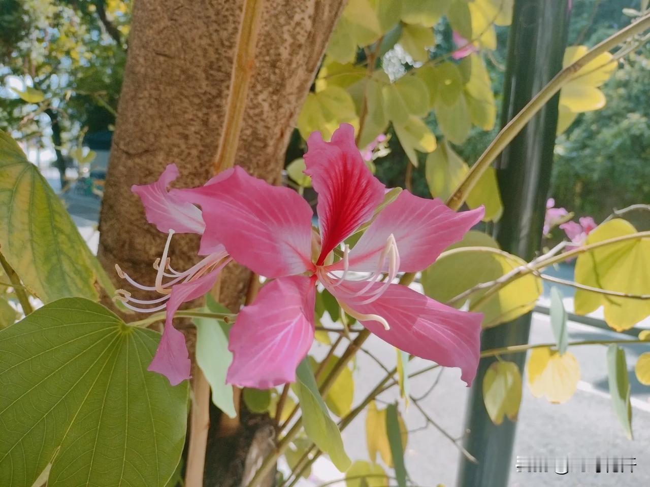 一棵树上开两种花！
今天见到一棵红花羊蹄甲，花开正红，但却在树根部长出的新枝，开
