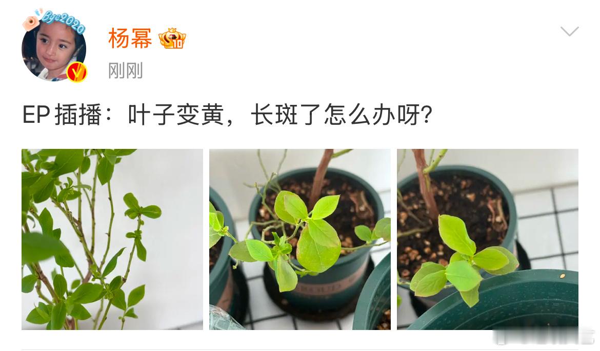 杨幂问叶子变黄长斑了怎么办杨幂发博求助 ​​​