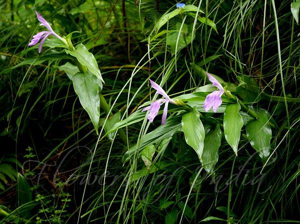 Kākolī，是否与汉语（或汉语源语言）词汇有关

尽管印度研究人员多数已经把该