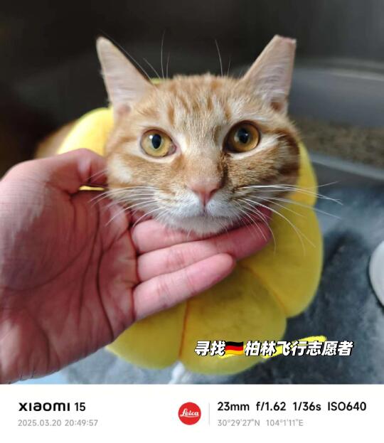 流浪孩子找到家啦！有没有飞柏林的伙伴