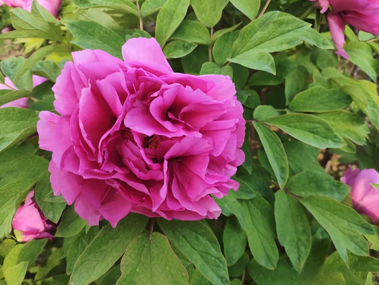 春天一到，百花盛开的景象简直绝了！
公园里道路旁处处春意盎然，樱花、梨花、海棠、