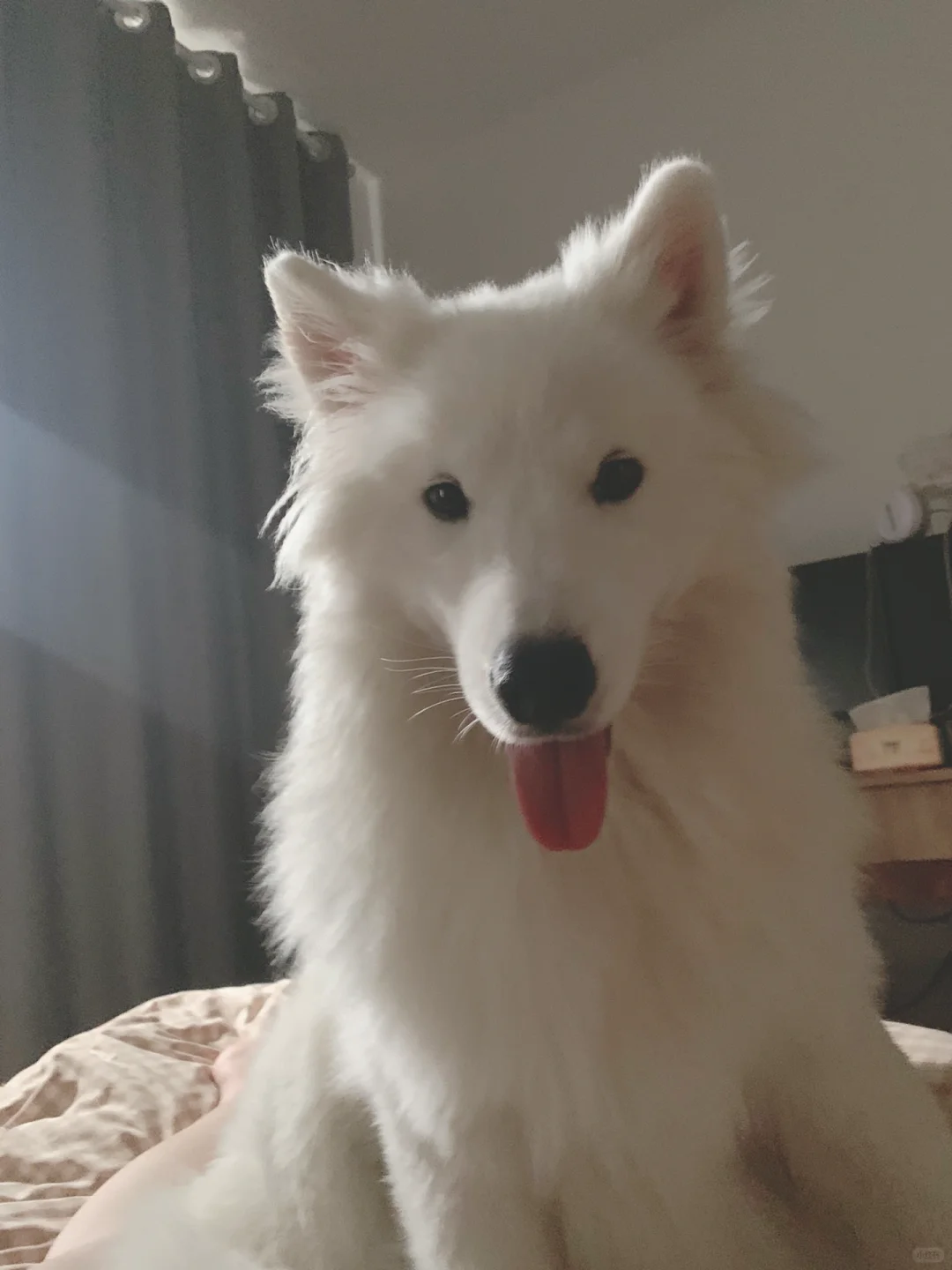 捕捉一只生病的萨摩不耶🐶