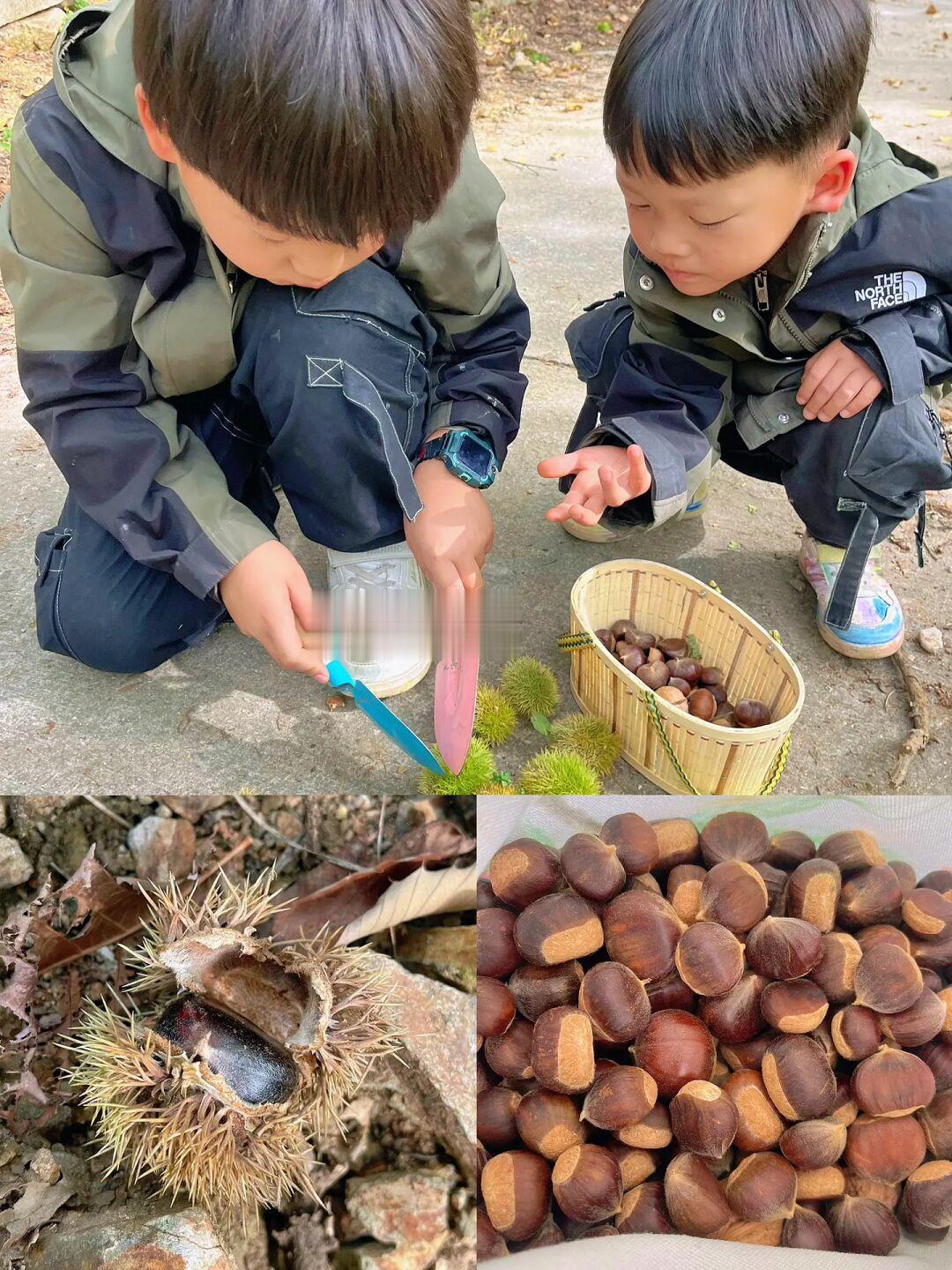 满地不要钱的栗子🌰怎么都没人来捡啊❓