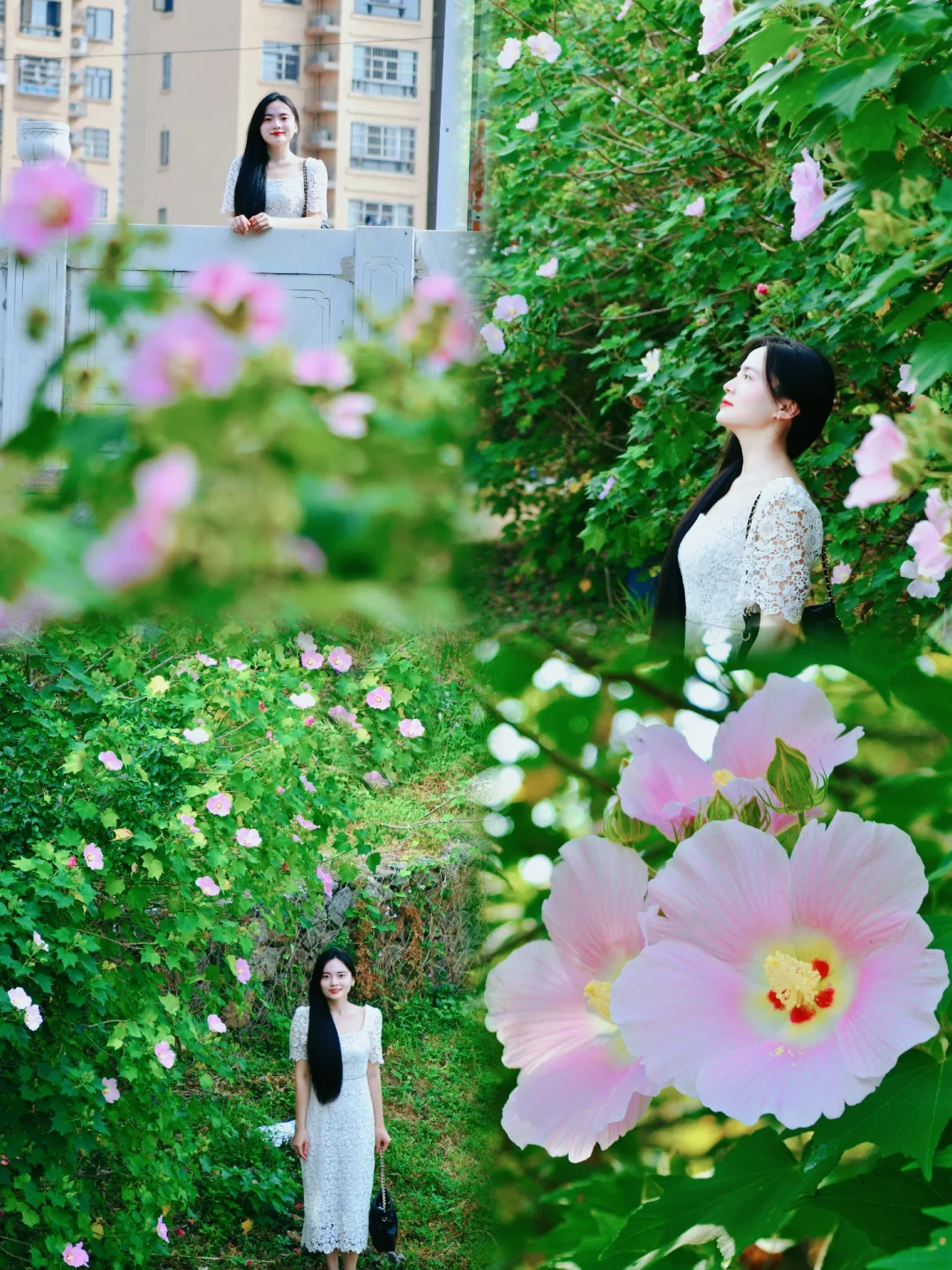 南昌拍照|藏在桥下的木芙蓉花园