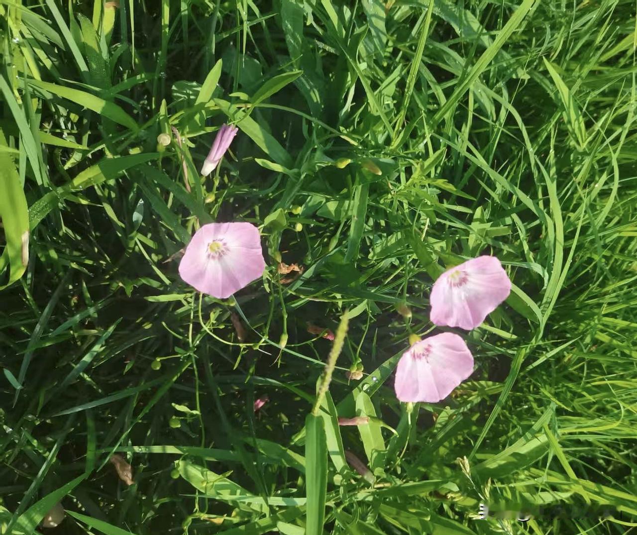 拍摄于户外草丛中的田旋花

田旋花（Convolvulusarvensis），属