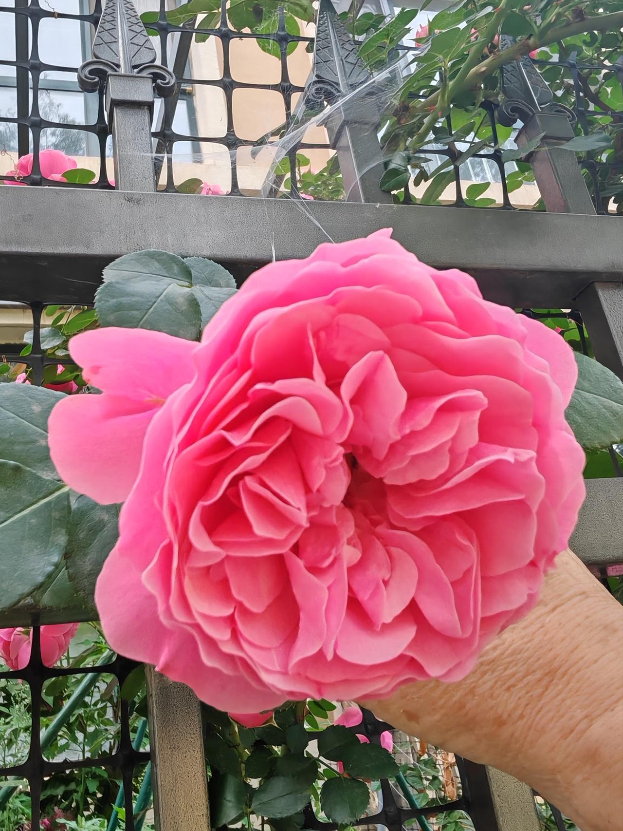 相册里留存着花花草草的照片。阳光下，小野花的花瓣自带滤镜，风拂过，似在轻诉心事；