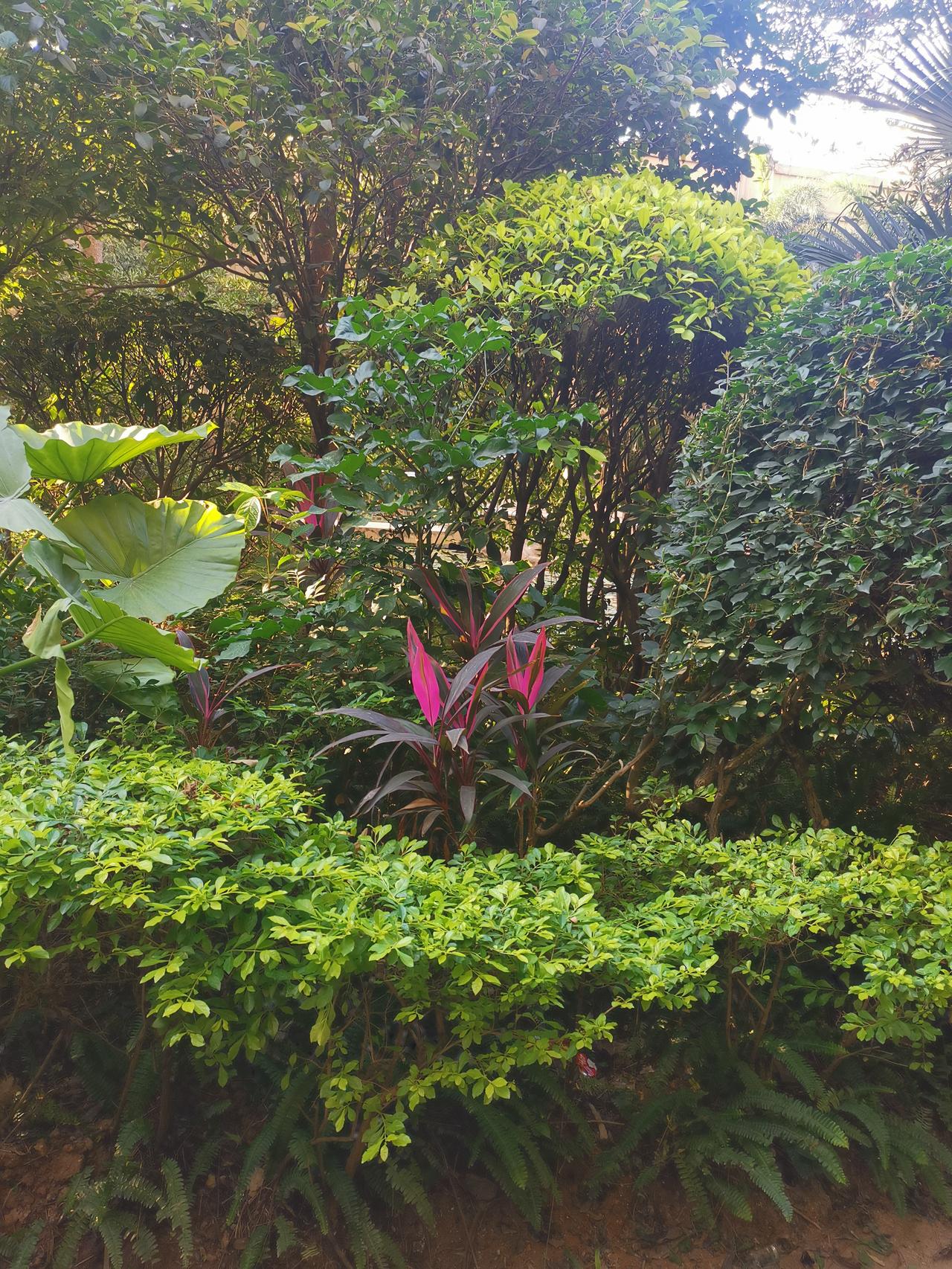 在这个三九天，能享受一下郁郁葱葱的美景，岂不乐乎？！