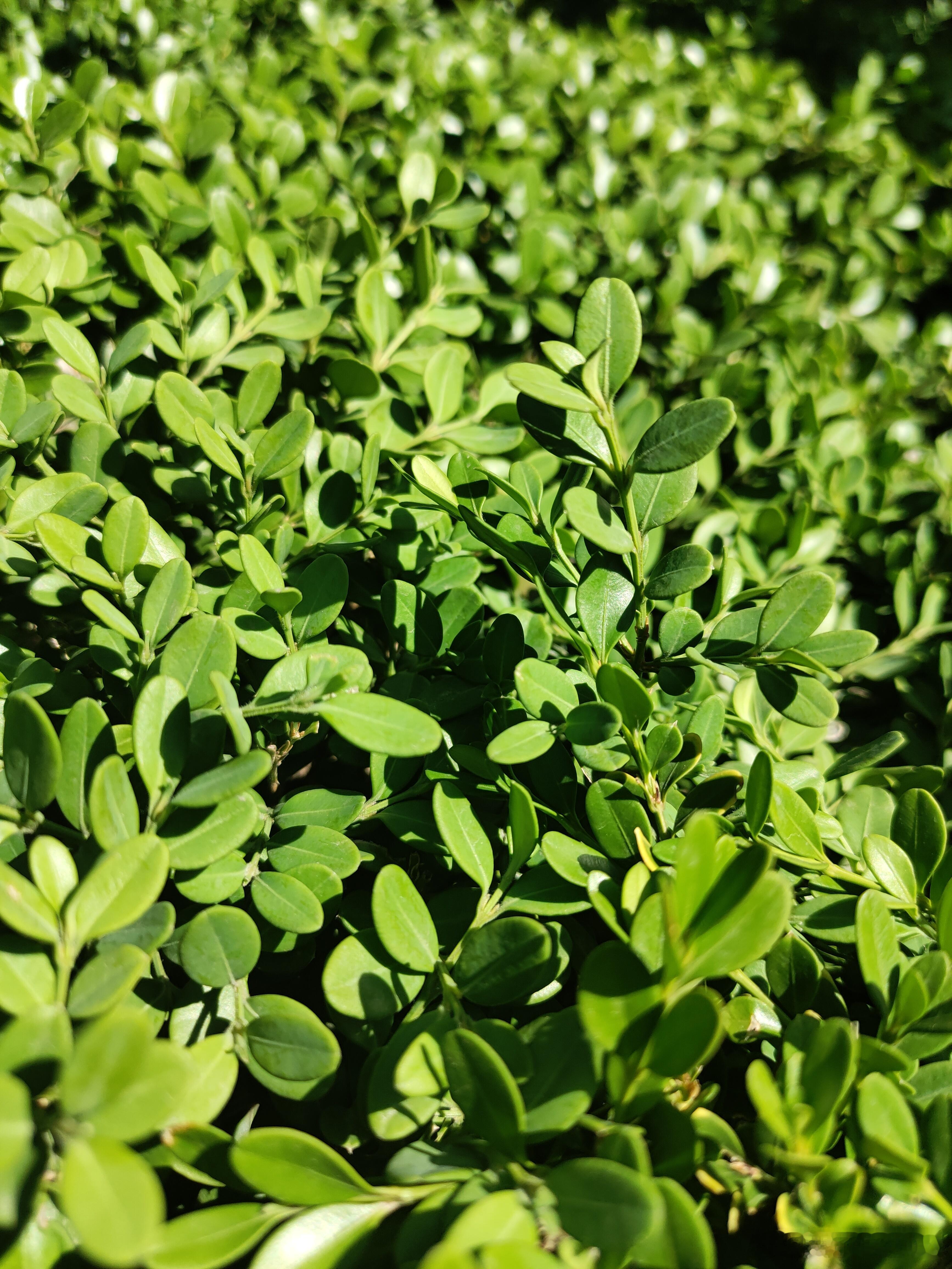 🌿 ​​​