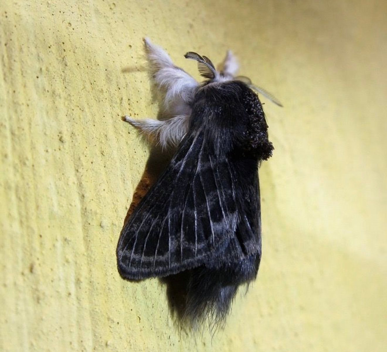 有盆友知道这两种蛾子的学名是啥吗~~黑白配怪好看的