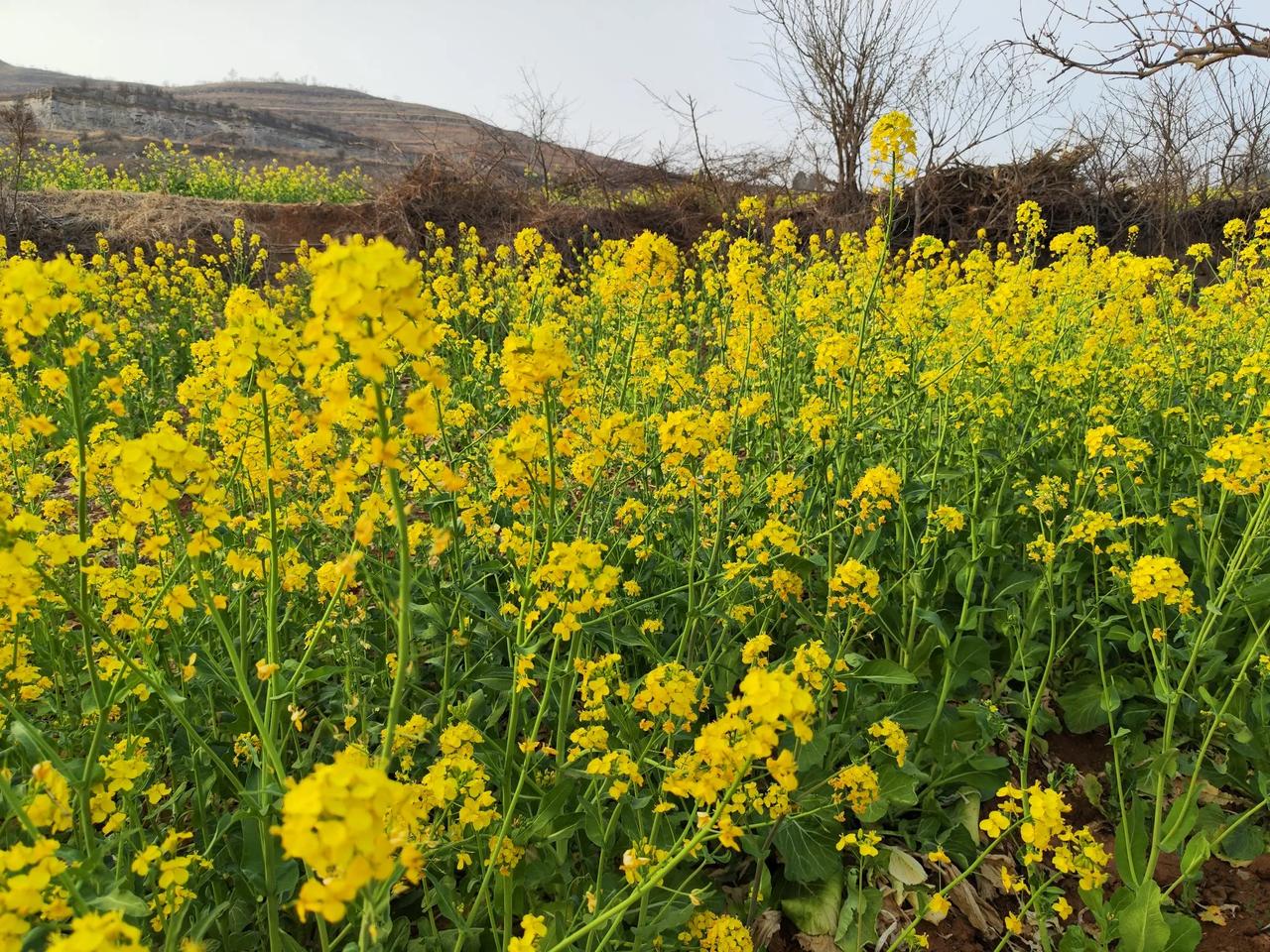 沿着枣庄的生态绿道去春游，在峄城石榴园附近感受到了浓浓的春意，油菜花一片一片的，