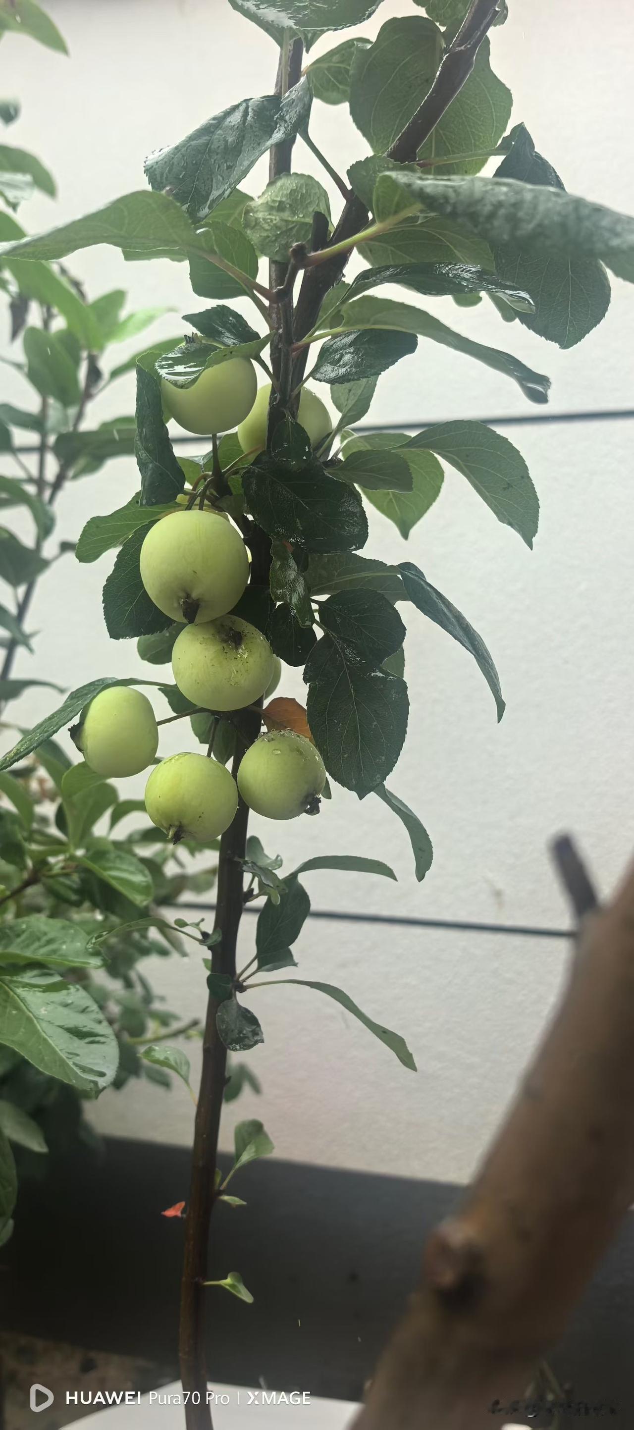 你说这脑子！上午去买东西，顺便去附近买了一袋大米，可出来的时候，也不知道心里想啥