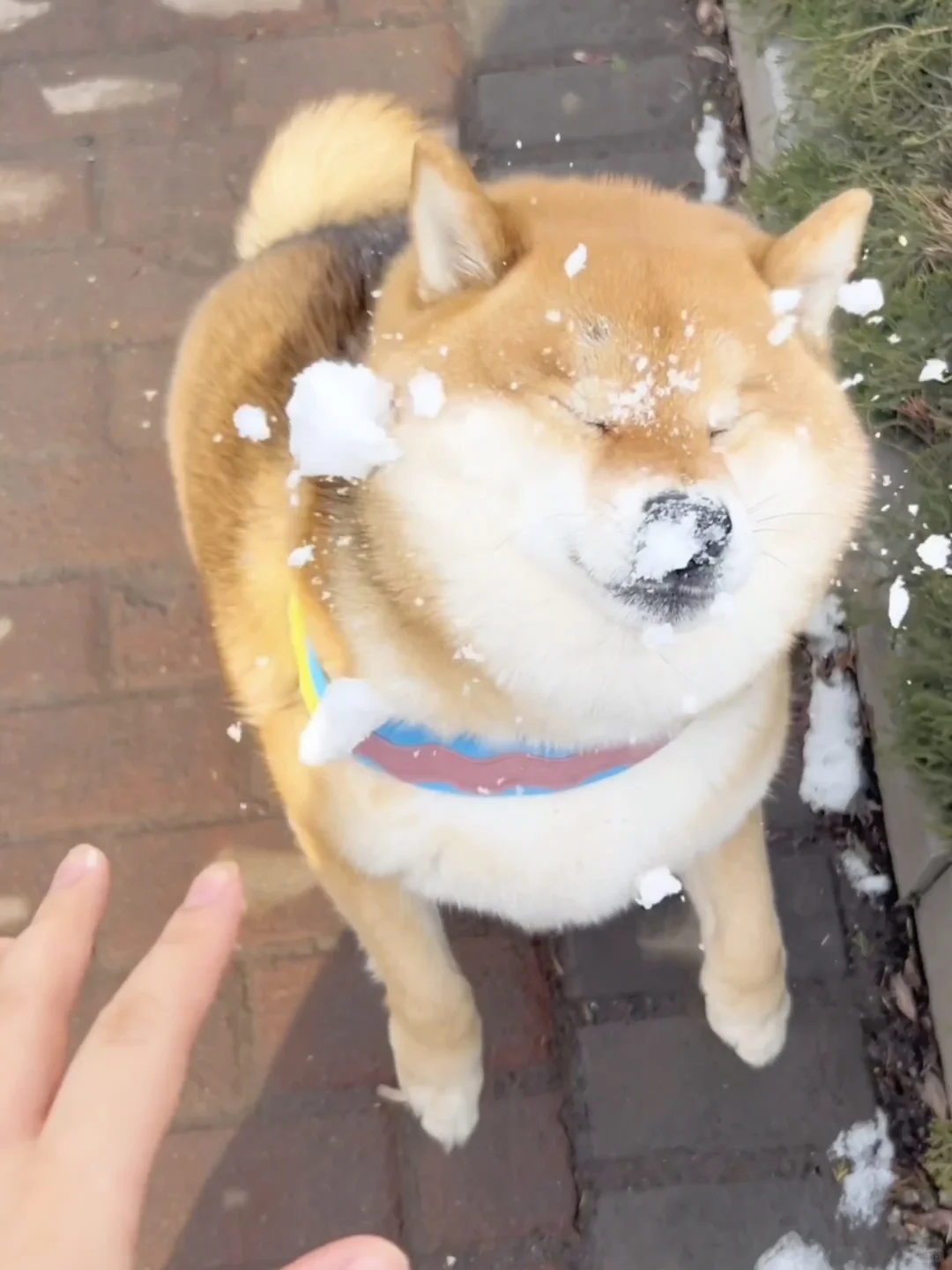 🐶：是时候生个小病了