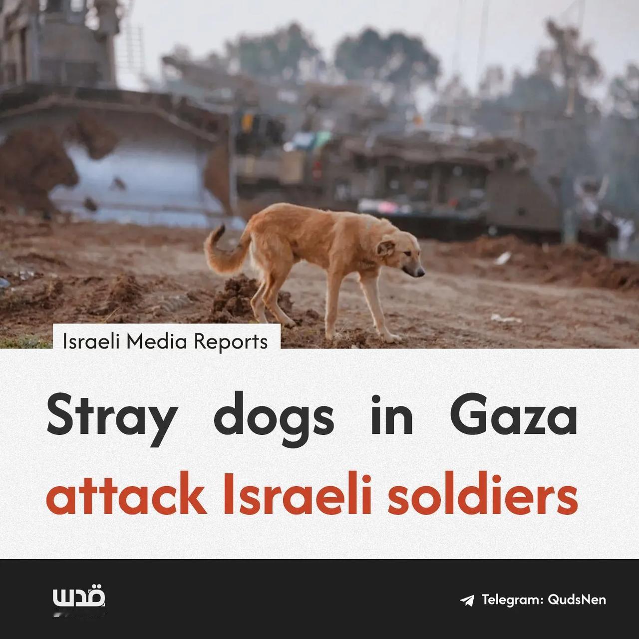 估计，这些二哈就是哈马斯[奸笑]

以色列媒体报道称，自战争开始以来，数百只流浪