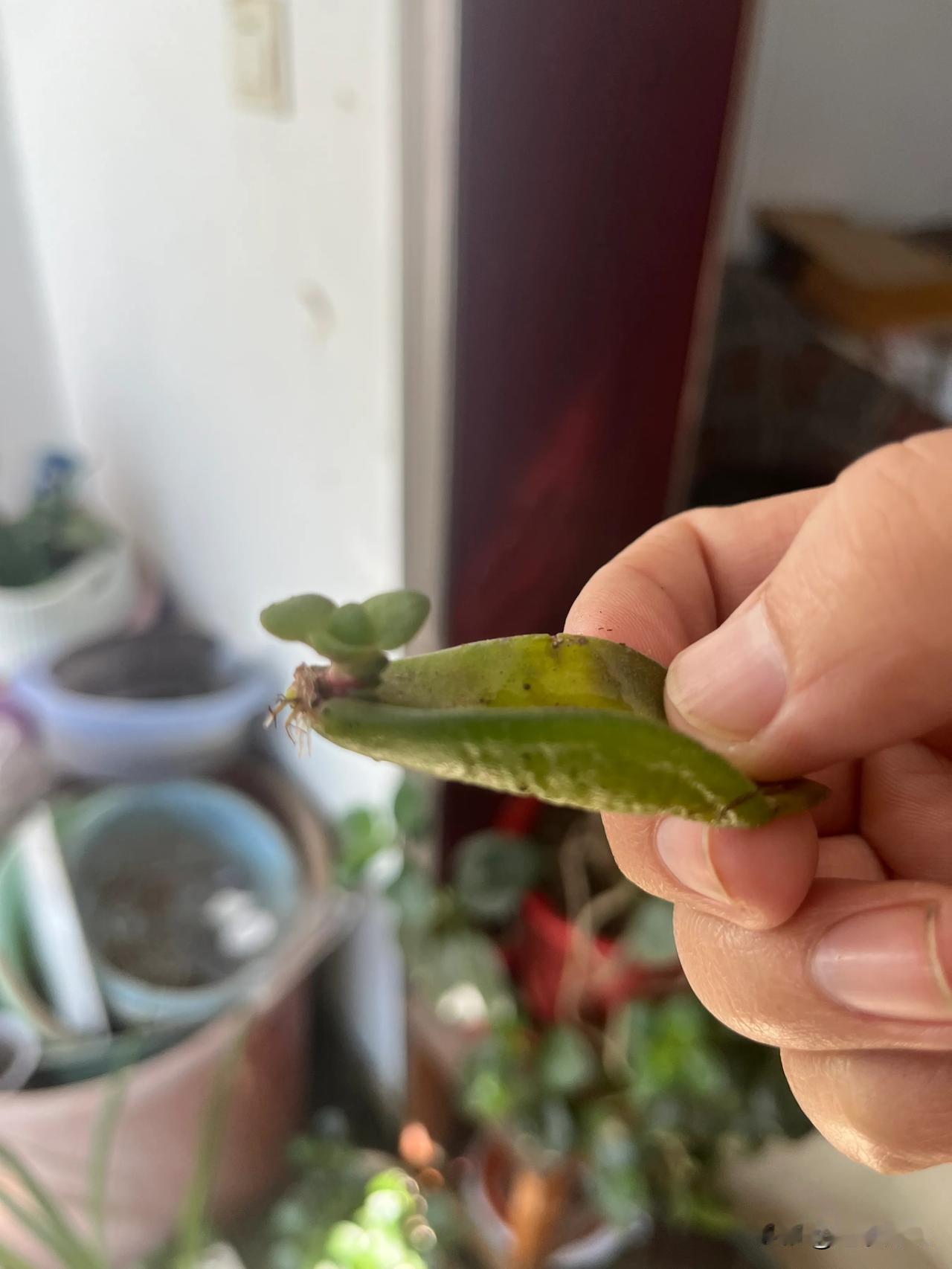  这个真的是落叶生根。这种植物学名叫做什么我不清楚，我一直叫它玉树。我没有想到这