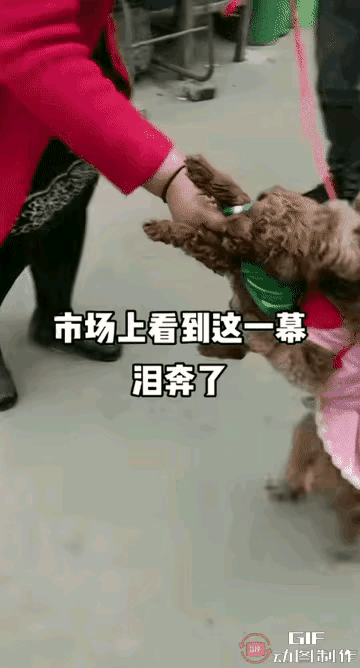 泰迪妈妈死死抱住最后一个孩子，它比谁都懂“放手就是永别”
 
300块在人眼里可