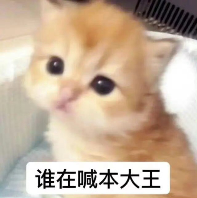 一期可爱萌萌小猫表情包分享 