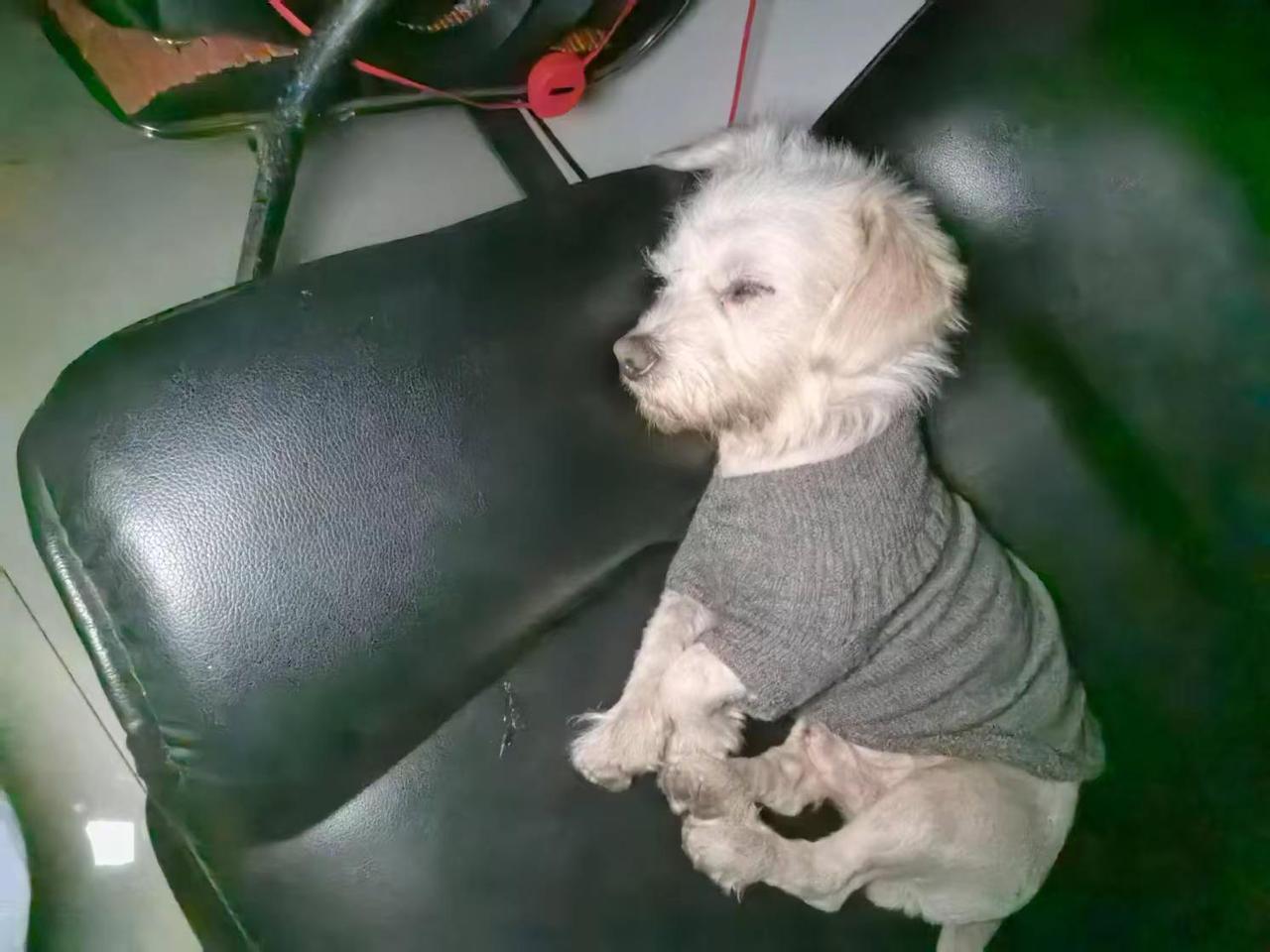 比我幸福的狗狗