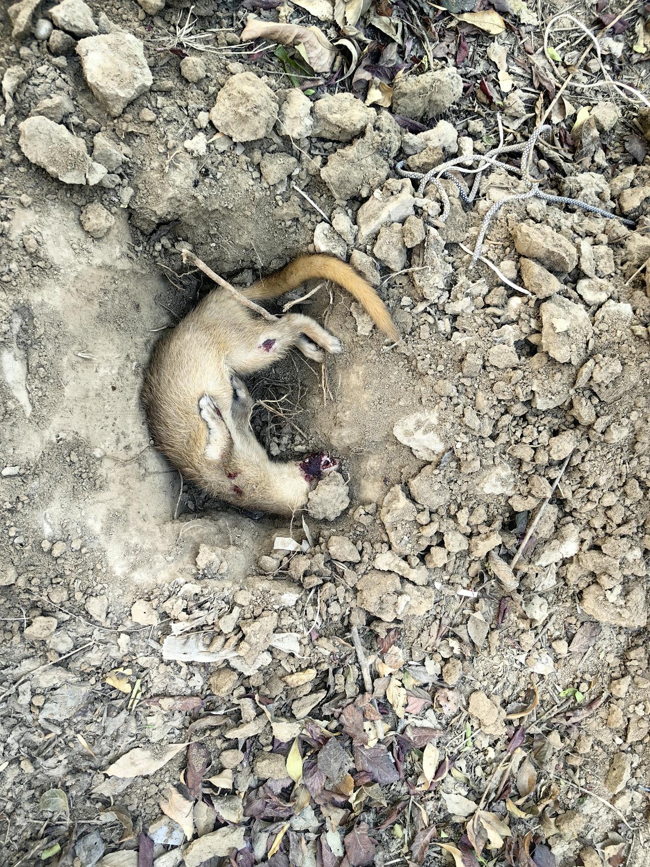 捡了一只撞死的黄鼠狼，埋了。