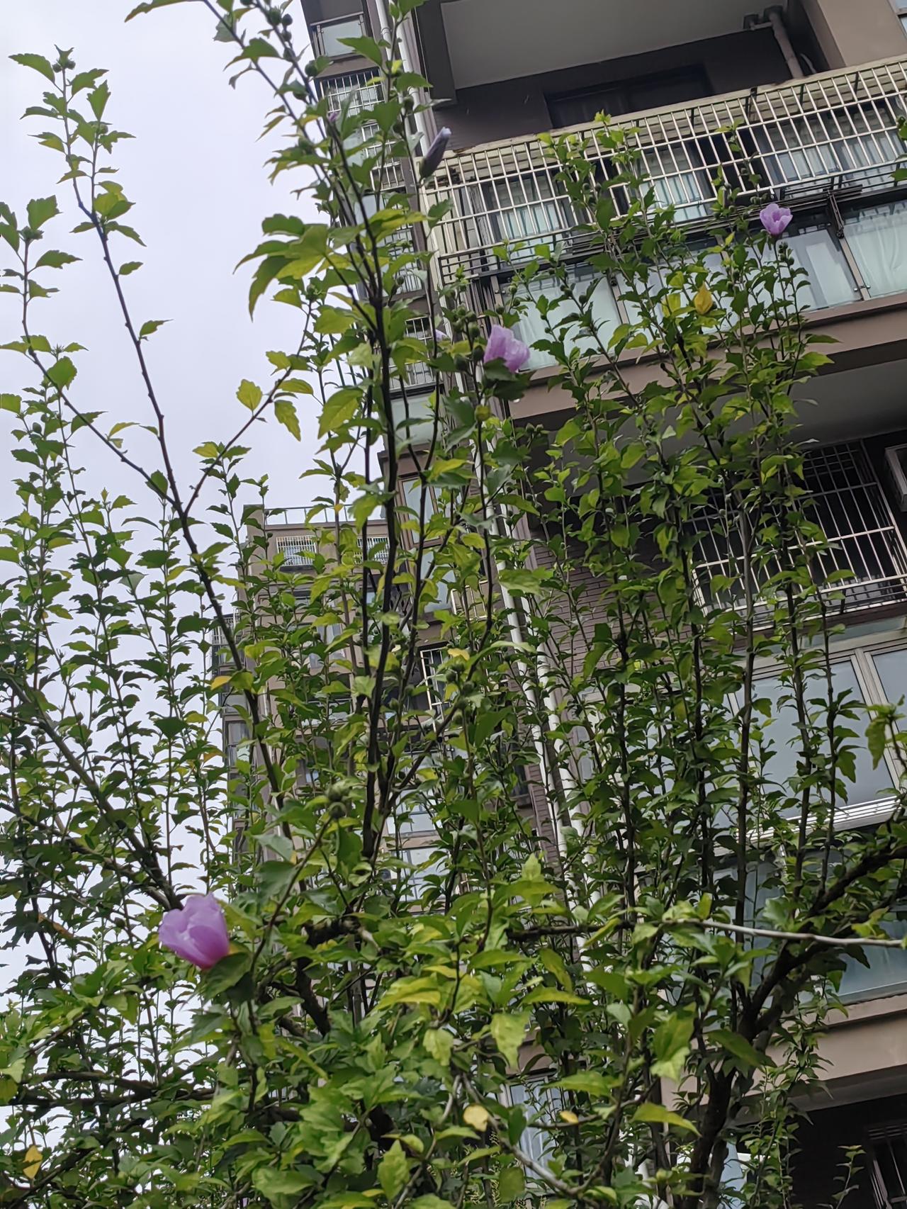 外面的雨哗哗的下着，敲打着娘的心。娘怕儿被雨淋着，就想留儿住下。儿答应了，一小时