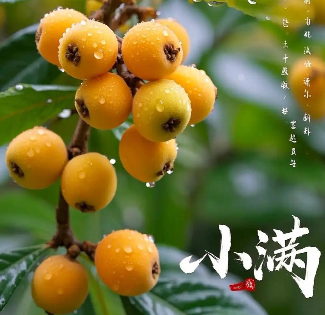 明天就是小满节气了，时间真的快！
盛夏自此正式拉开序幕。老一辈流传的节气养生常识