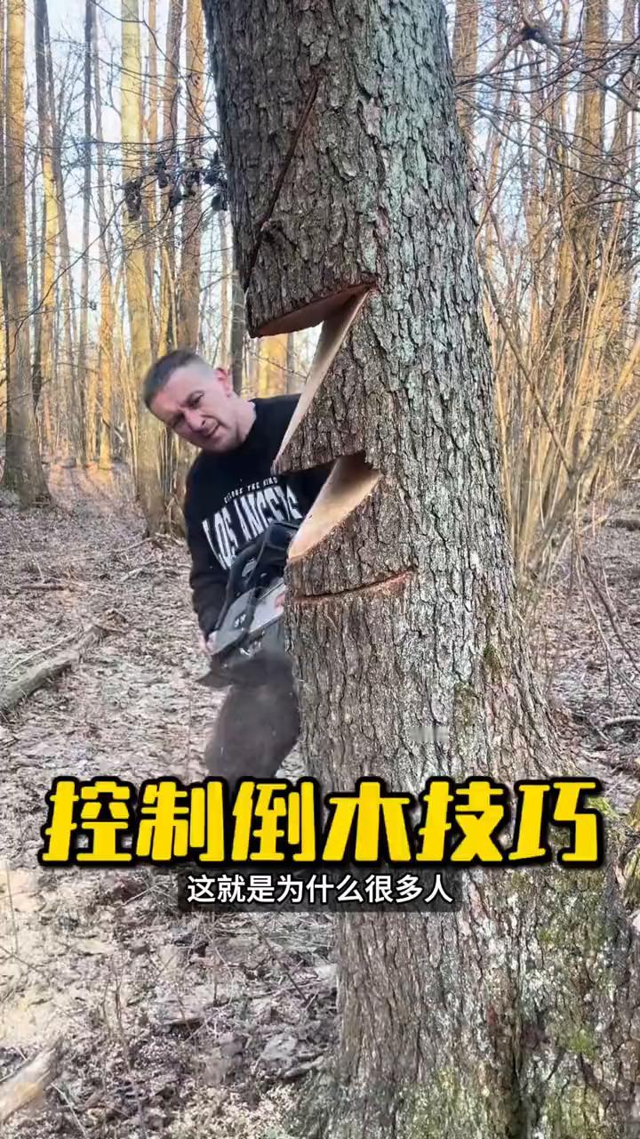 控制倒木技巧。
这就是为什么很多人宁愿花高价也要请他来砍树，他的每一刀看着像在瞎