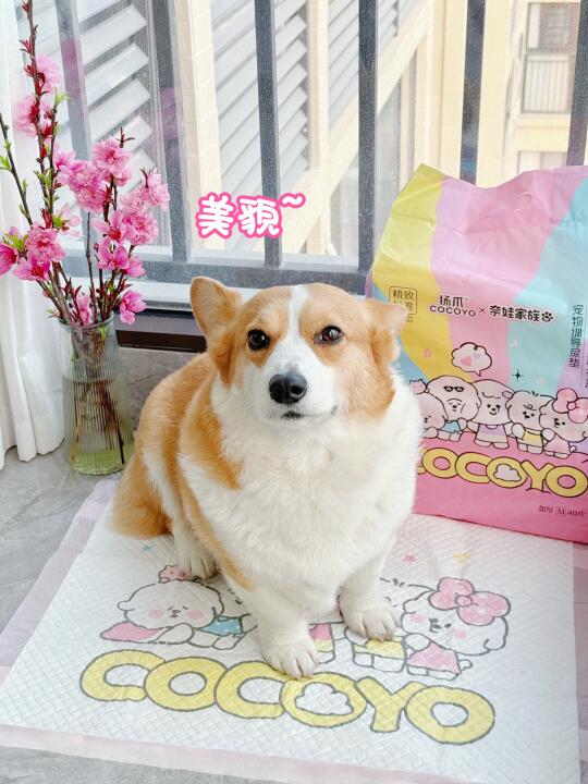 让我👀谁家小狗还没用上这款宝藏尿垫！
