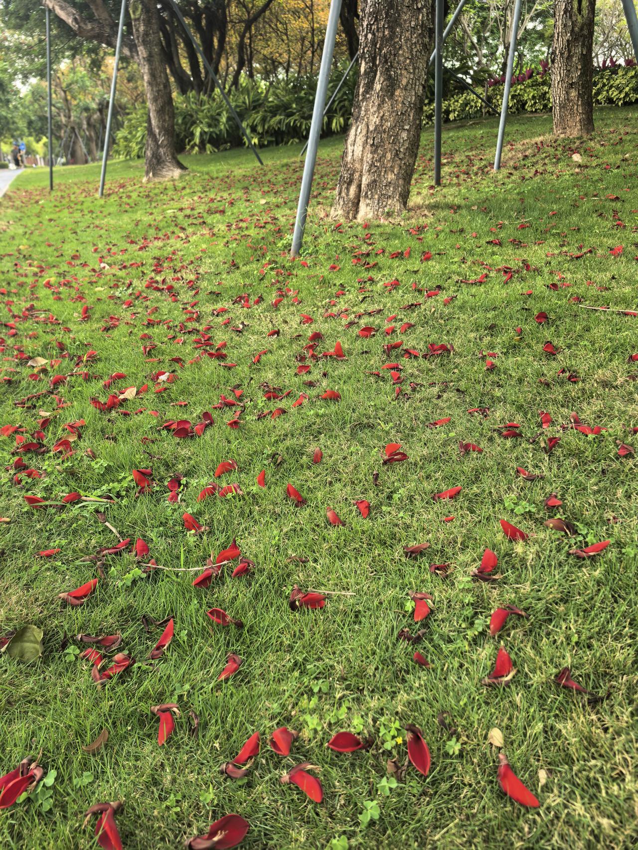 树上开花树下红。