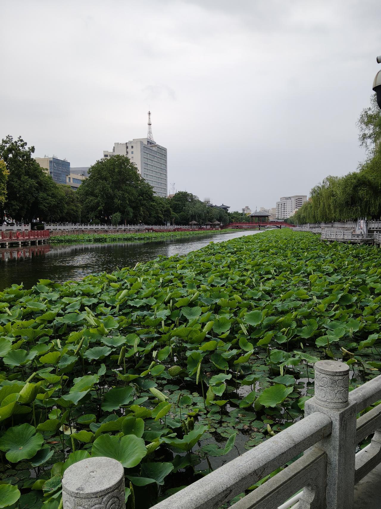 记录我的2026天天在河边散步，因为有事，两天没去，荷叶已经长起来了，时间过得真