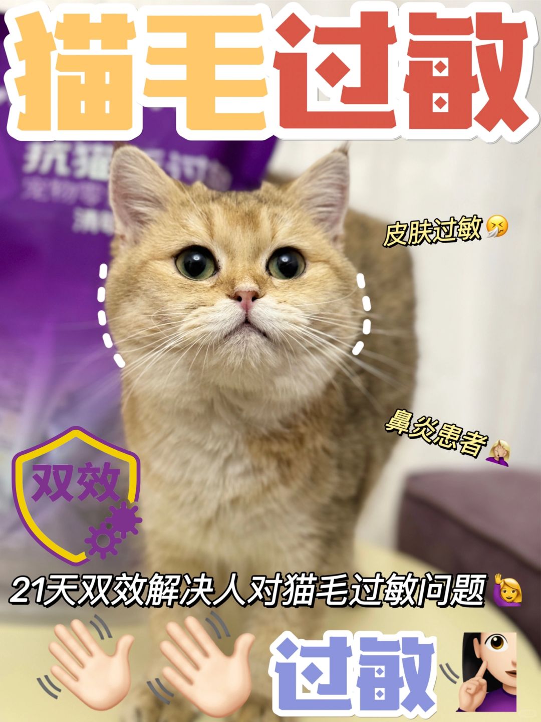 铲屎官对猫毛过敏怎么办❗️先来了解原理吧