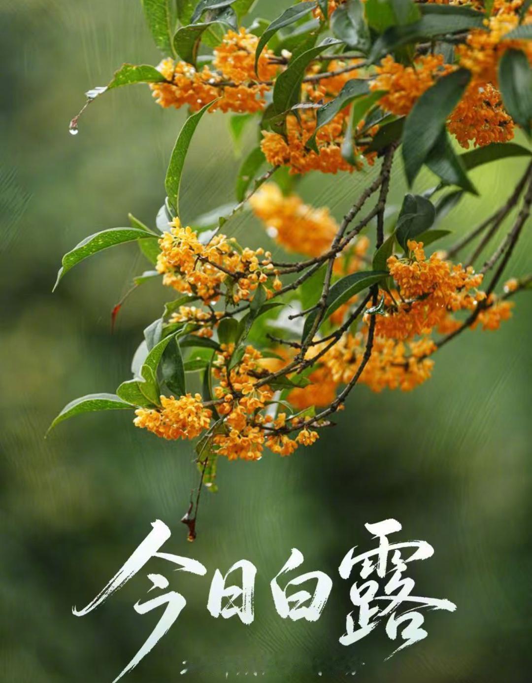 今日白露

9月7日22点41分，正式迎来白露，这是秋天第三个节气。
 
热了一