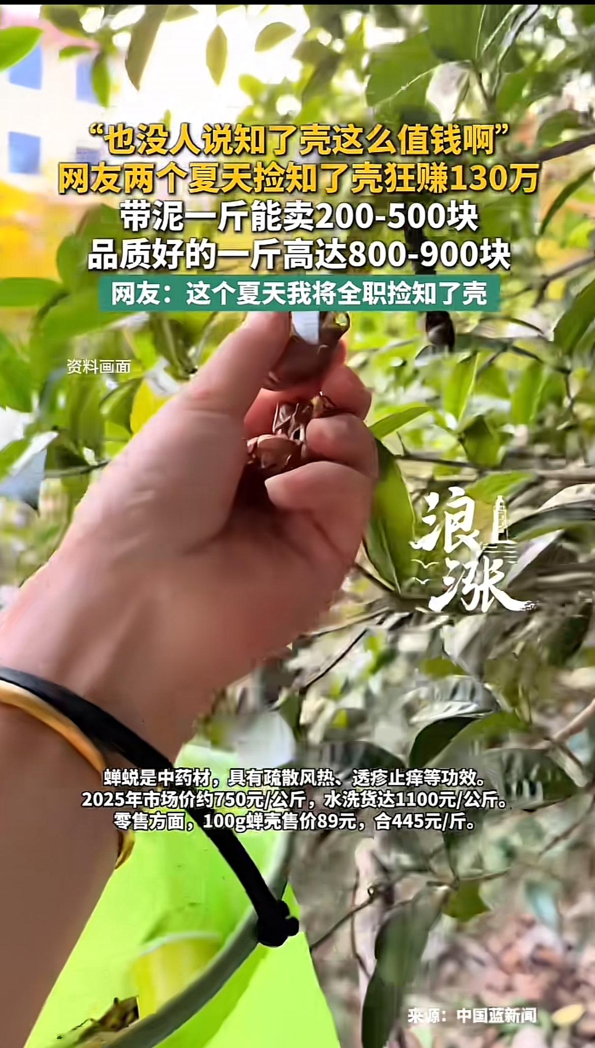 带泥的知了壳居然这么值钱，真是没想到！带泥的知了壳每斤能卖200 - 500元，