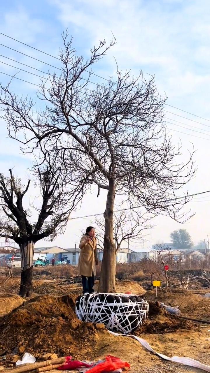 蓝中的天花板木笔玉兰，寂静达到四十公分，这个分支能达到两米五，全资全冠，高度在一