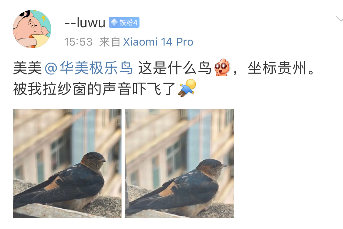 #鸟粉投稿# 窗外休息的【金腰燕】它回头在看你耶～ ​​​