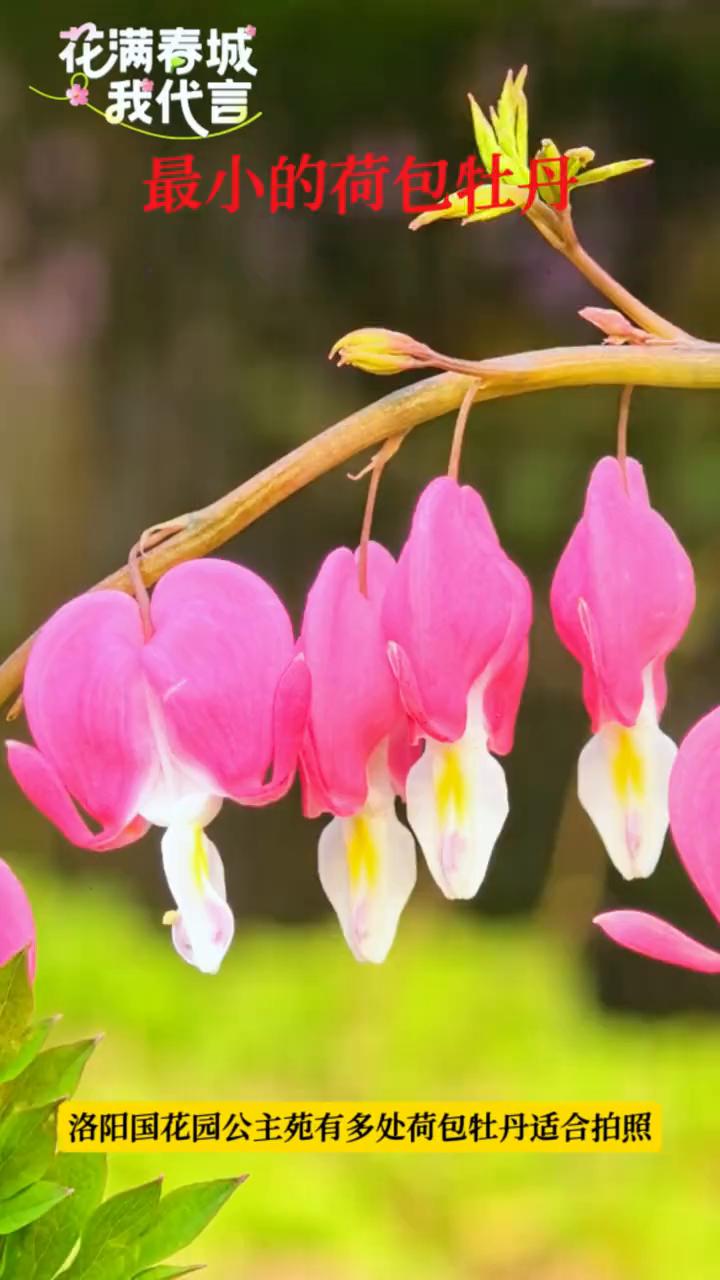 花满春城我代言最小的荷包牡丹。
洛阳国花园公主苑有多处荷包牡丹适合拍照。