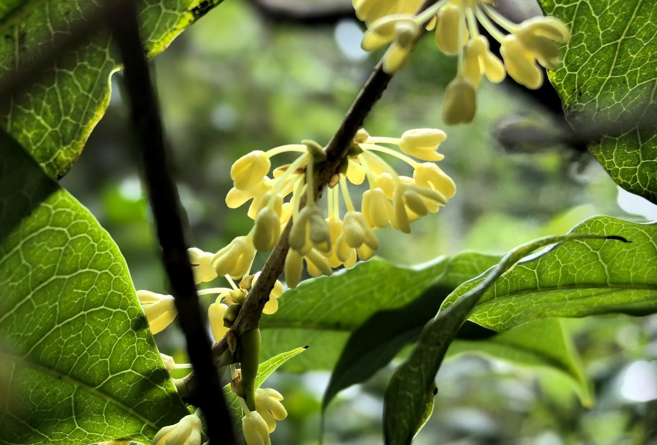 桂花虽然迟到，但不会缺席。